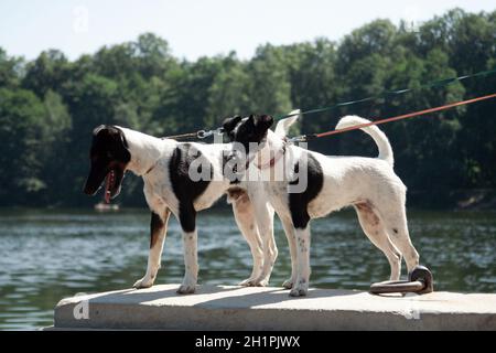 Two dogs of a breed of a smooth-haired fox-terrier of a white color with black spots stand parapet near the river Stock Photo