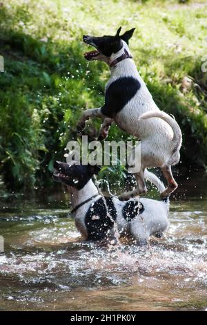 Two dogs of a breed of a smooth-haired fox-terrier of a white color with black spots play and jump in the river and spray water Stock Photo