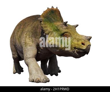 young Triceratops horridus, dinosaur isolated on white background Stock Photo