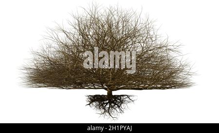 tree with roots, big leafless tree isolated on white background Stock Photo