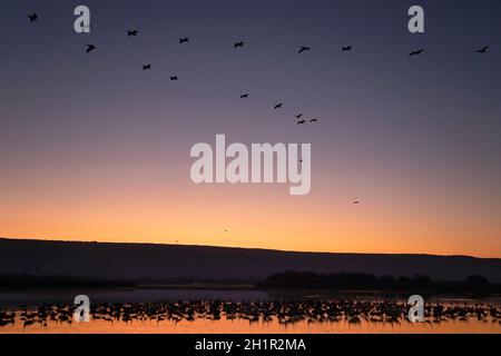 Great White Pelicans & Common Cranes flying at dawn in sky over Hula Valley wetlands, a major flyway for bird migration between Europe, Asia & Africa Stock Photo