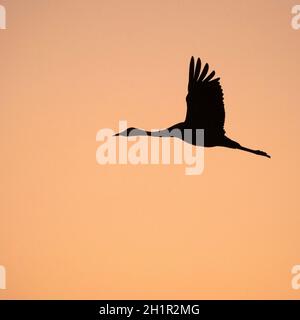 Silhouette of a Common Crane (Eurasian Crane) in flight at sunrise Stock Photo