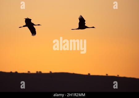 Silhouette of two Common Cranes (Eurasian Cranes) in flight over Agamon Hula Nature Reserve before sunrise Stock Photo