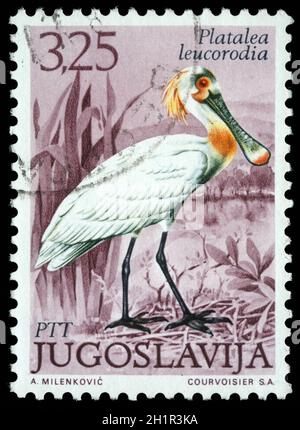 Stamp printed in Yugoslavia shows the Eurasian Spoonbill with the inscription 'Platalea leucorodia' from the series 'Fauna', circa 1980 Stock Photo