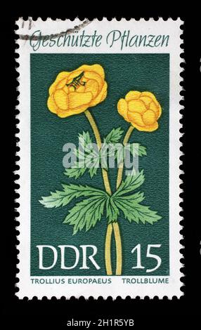 Stamp printed in the DDR (East Germany) shows Protected Plants Globeflower, Trollius europaeus, circa 1969 Stock Photo