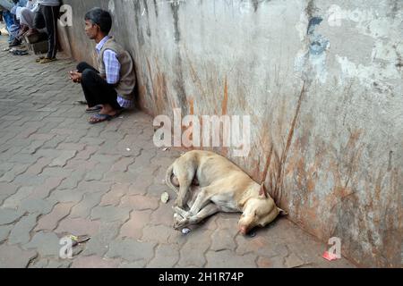 Dogs sleeping on the street around Kalighat temple in Kolkata, India Stock Photo