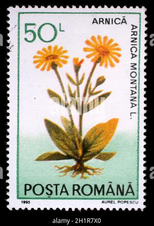 Stamp printed in Romania shows Arnica montana, herbs series, circa 1993. Stock Photo