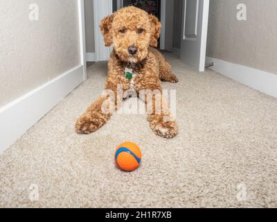 Australian Labradoodle is a mix between the Labrador Retriever, Poodle and Cocker Spaniel. Stock Photo