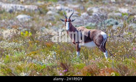 A bontebok antelope (Damaliscus pygargus dorcas) in the fynbos of Table Mountain National Park, South Africa. Stock Photo