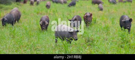 Black Iberian piglets running free through the tall grass. Badajoz province, Extremadura, Spain Stock Photo