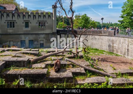 Bern, Switzerland - May 26, 2016: Bear in the bear pit in Bern in a beautiful spring day, Switzerland. The Pit houses the famous Bern bears that gave Stock Photo