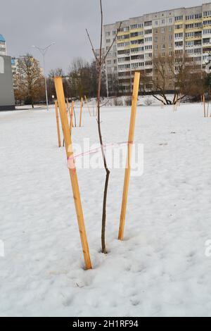 Young tree tied in a city. Newly planted trees, with props or stakes for support. Stock Photo