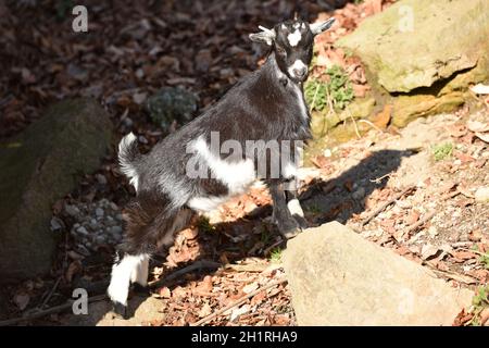 Zwergziege im Zoo Salzburg, Österreich, Europa - Pygmy goat in Salzburg Zoo, Austria, Europe Stock Photo