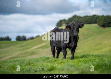 Stud beef cows and bulls grazing on green grass in Australia, breeds include speckled park, murray grey, angus and brangus. Stock Photo