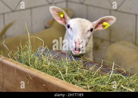 Ein Schaf in einem Stall eines Bauernhauses beim Fressen, Oberösterreich, Österreich, Europa - A sheep in a barn of a farmhouse while eating, Upper Au Stock Photo