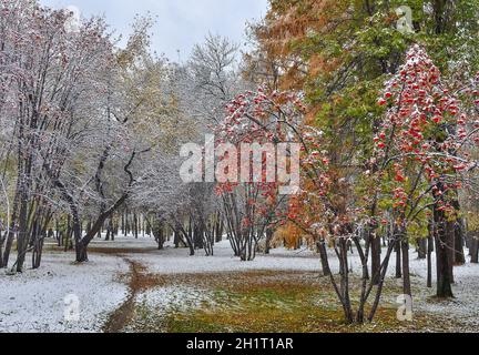 First snowfall in city park - late autumn or early winter landscape. Golden and green foliage of trees, rowan tree with red berries with white snow co Stock Photo