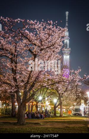 A going to see cherry blossoms at night sightseeing and Tokyo Sky Tree. Shooting Location: Tokyo metropolitan area Stock Photo