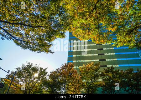 Sky of Shinjuku of buildings and autumn. Shooting Location: Tokyo metropolitan area Stock Photo