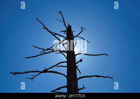 Dead tree against blue sky, Yosemite Valley, Yosemite National Park, California, United States. Stock Photo