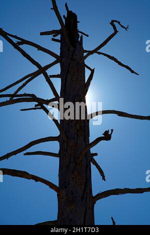 Dead tree against blue sky, Yosemite Valley, Yosemite National Park, California, United States. Stock Photo