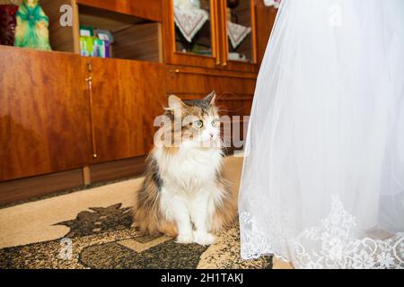 Cat Bridesmaid Dresses