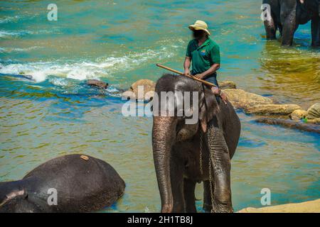 Elephant orphanage (Sri Lanka Pinnawara). Shooting Location: Sri Lanka Stock Photo