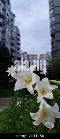 The Oriental lilies, lily flower border in an garden, Taiwan Stock Photo