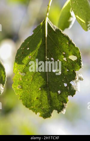 Aphids damage leaves parasite pest. Aphidoidea colony damages trees in the garden by eating leaves. Dangerous pest of cultivated plants eating vegetable juice. Stock Photo