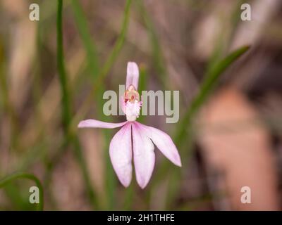 Pink Fingers Orchid. An Australian spring flowering orchid. Stock Photo