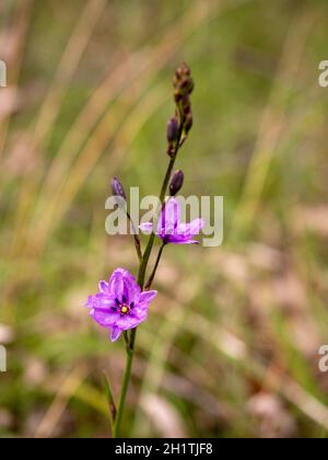 Chocolate Lily Flowers. An Australian Native with chocolate scented flowers and edible tubers. Stock Photo