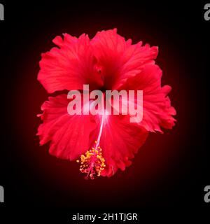 Blooming Chinese Rose isolated on black with light red glowing background Stock Photo