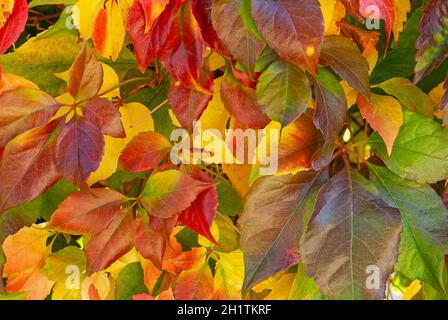 autumn painting - colorful highlighted leaves Stock Photo