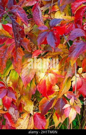 colorful leaves - withering autumn leaves Stock Photo