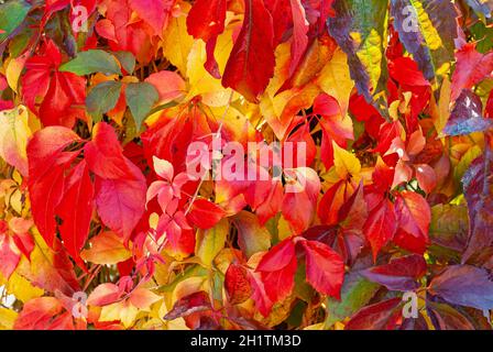 juicy autumn colors - autumn wall of colorful leaves Stock Photo