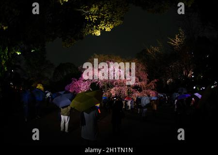 Weeping cherry tree in full bloom of Rikugien. Shooting Location: Tokyo metropolitan area Stock Photo