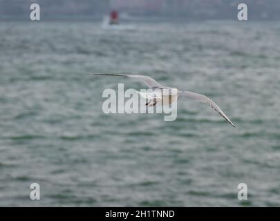 black headed seagull seen from behind flying over the sea in winter in Spain Stock Photo