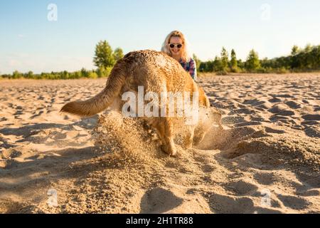 Yellow Labrador Retriever digging in the sand at a beach on a sunny day. Stock Photo
