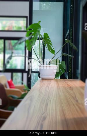 Green plant pot decorated in cafe, stock photo Stock Photo