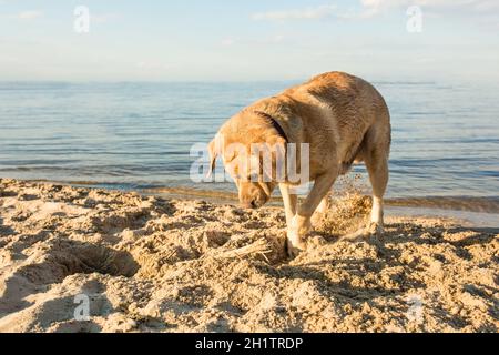 Yellow Labrador Retriever digging in the sand at a beach on a sunny day. Stock Photo