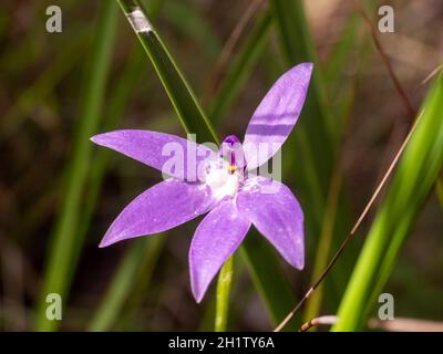 Wax-lip orchid (Glossodia major). Beautiful purple orchid native to Australia. Stock Photo