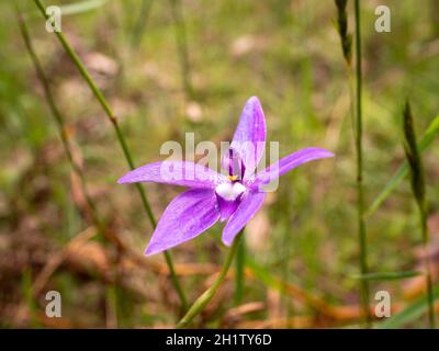 Wax-lip orchid (Glossodia major). Beautiful purple orchid native to Australia. Stock Photo