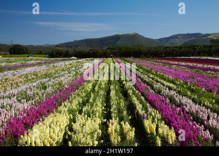Flower Fields, Lompoc, Santa Barbara County, Central Coast, California, USA Stock Photo