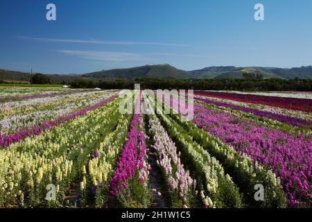 Flower Fields, Lompoc, Santa Barbara County, Central Coast, California, USA Stock Photo