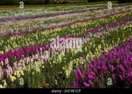 Flower Fields, Lompoc, Santa Barbara County, Central Coast, California, USA Stock Photo