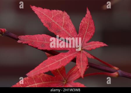 Close-up of an autumnally colored pretty red leaf from the Japanese maple tree Stock Photo