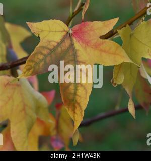 close-up of a pretty autumnal yellow maple leaf with green and red discoloration hanging on a delicate branch Stock Photo