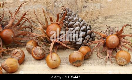 fresh ripe hazelnuts lie together with a pine cone on a wooden board, side view, close-up Stock Photo