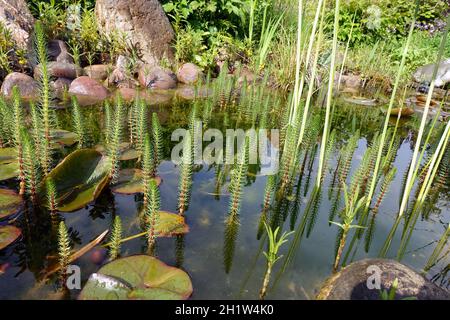 Gewöhnlicher Tannenwedel (Hippuris vulgaris), auch Gemeiner Tannenwedel, im Gartenteich Stock Photo