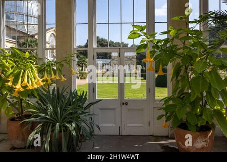 Interior of the Great Conservatory, built by Charles Fowler in 1826, in the gardens of Syon House, Syon Park, West London, England, UK Stock Photo