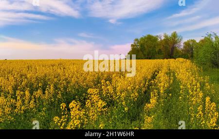 Incredibly beautiful landscape of flowering buckwheat field against a beautiful sky Stock Photo
